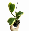 Hoya Kerri variegata M