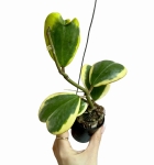 Hoya Kerri variegata M