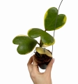 Hoya Kerri variegata M