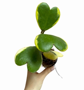 Hoya Kerri variegata M