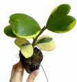 Hoya Kerri variegata M