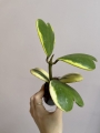 Hoya Kerri variegata M