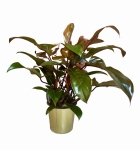 Philodendron Florida Bronze - XL