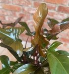 Philodendron Florida Bronze - XL