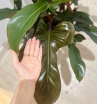 Philodendron Florida Bronze - XL