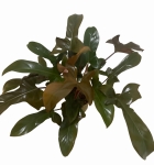 Philodendron Florida Bronze - XL
