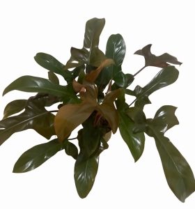 Philodendron Florida Bronze - XL