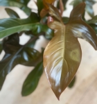 Philodendron Florida Bronze - XL
