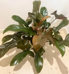Philodendron Florida Bronze - XL