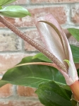 Philodendron squamiferum - XL