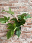 Philodendron squamiferum - XL