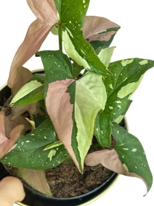 Syngonium Red spot  Tricolor - M
