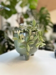 Dischidia White Diamond