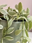 Dischidia White Diamond