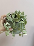 Dischidia White Diamond