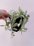 Dischidia White Diamond
