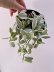 Dischidia White Diamond