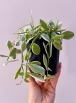 Dischidia White Diamond