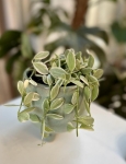 Dischidia White Diamond