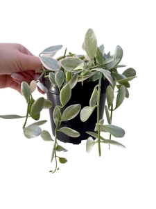 Dischidia White Diamond