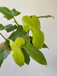 Philodendron bipennifolium Aurea (gold violin) - L