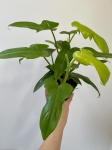 Philodendron bipennifolium Aurea (gold violin) - L