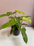 Philodendron bipennifolium Aurea (gold violin) - L