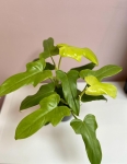 Philodendron bipennifolium Aurea (gold violin) - L