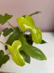 Philodendron bipennifolium Aurea (gold violin) - L