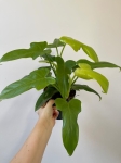 Philodendron bipennifolium Aurea (gold violin) - L