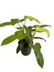 Philodendron bipennifolium Aurea (gold violin) - L