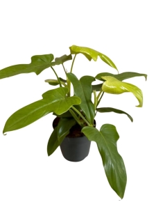 Philodendron bipennifolium Aurea (gold violin)  -  L