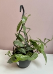 Epipremnum pinnatum Cebu Blue - L (wisząca donica)
