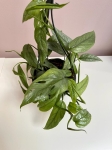 Epipremnum pinnatum Cebu Blue - L (wisząca donica)