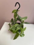 Epipremnum pinnatum Cebu Blue - L (wisząca donica)