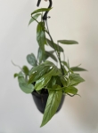 Epipremnum pinnatum Cebu Blue - L (wisząca donica)
