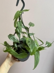 Epipremnum pinnatum Cebu Blue - L (wisząca donica)