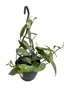 Epipremnum pinnatum Cebu Blue - L (hanging pot)