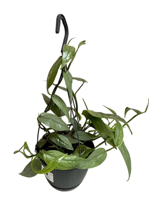 Epipremnum pinnatum Cebu Blue - L (wisząca donica)