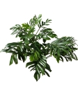 Monstera pinnatipartita - XXXL