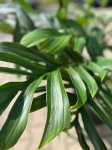 Monstera pinnatipartita - XXXL