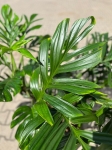 Monstera pinnatipartita - XXXL