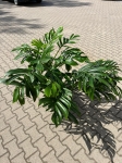 Monstera pinnatipartita - XXXL