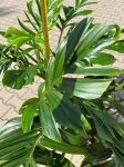 Monstera pinnatipartita - XXXL