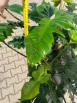 Philodendron surprice - XXL