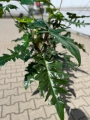 Philodendron surprice - XXL