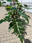 Philodendron surprice - XXL