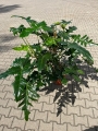Philodendron surprice - XXL