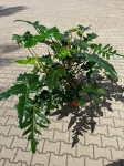 Philodendron surprice - XXL