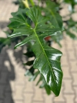 Philodendron surprice - XXL